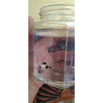 CUPANG,COPPER'YELLOW