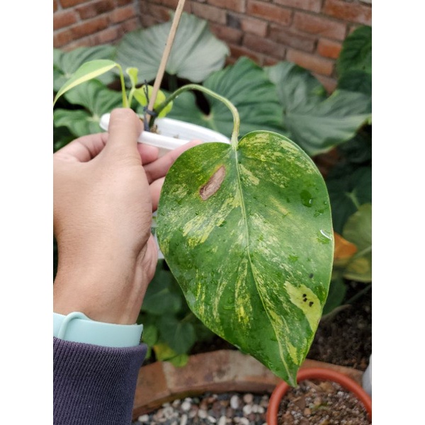 Monstera Marmorata Aurea