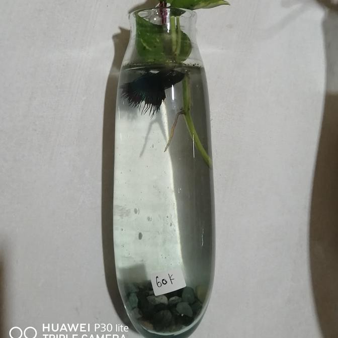 Silahkan Order] Aquarium Tempel Dinding