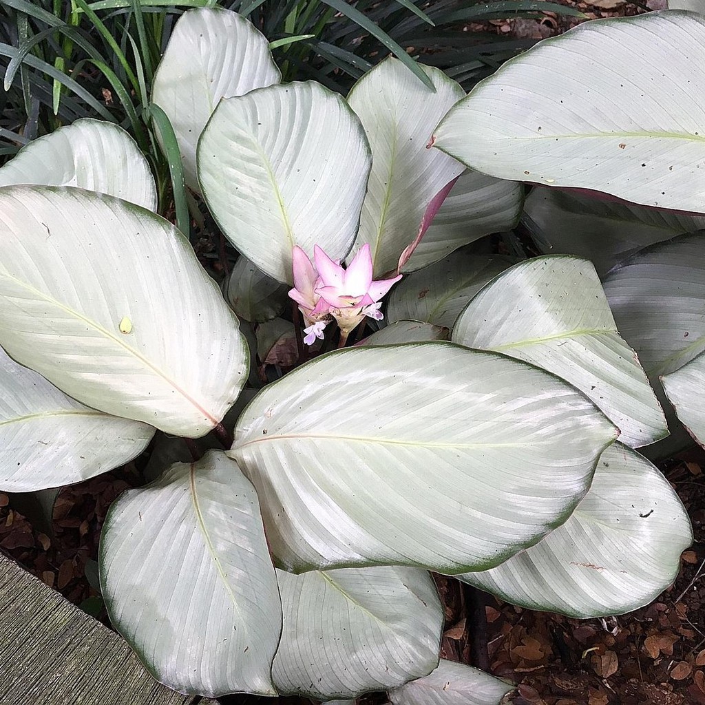 calathea silver plate bibit tanaman hias daun