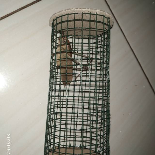 belalang krek/walang kecek/ masteran burung( paket 2 ekor)