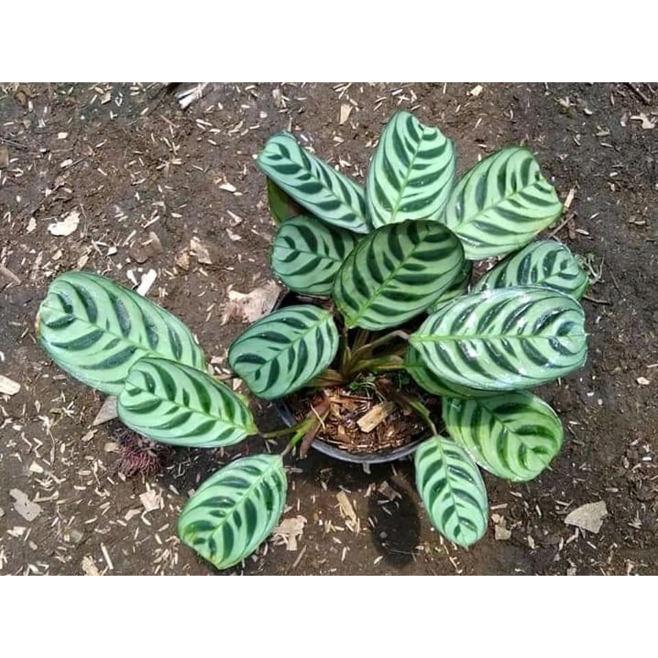 Calathea Burle Marx