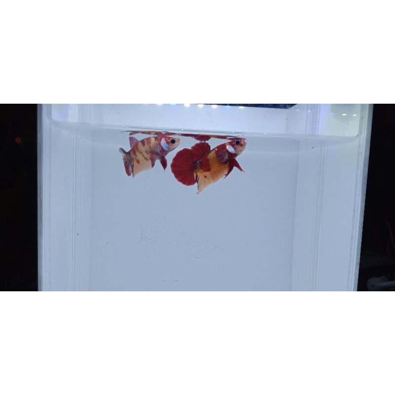 Ikan Cupang - Cupang Hias - Cupang Koi - Betta Fish Nemo Koi - Plakat Nemo Koi - Satu Pasang - Ikan