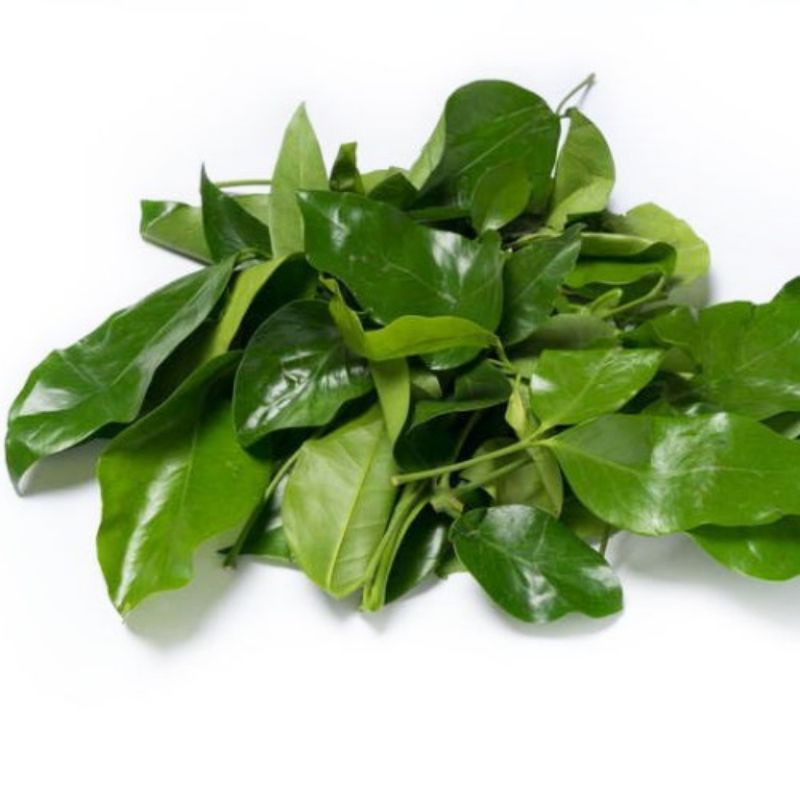 

Daun Melinjo/Daun Tangkil