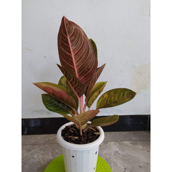 PROMO BIBIT/BONGGOL ALONEMA KRESNA GOLGEN