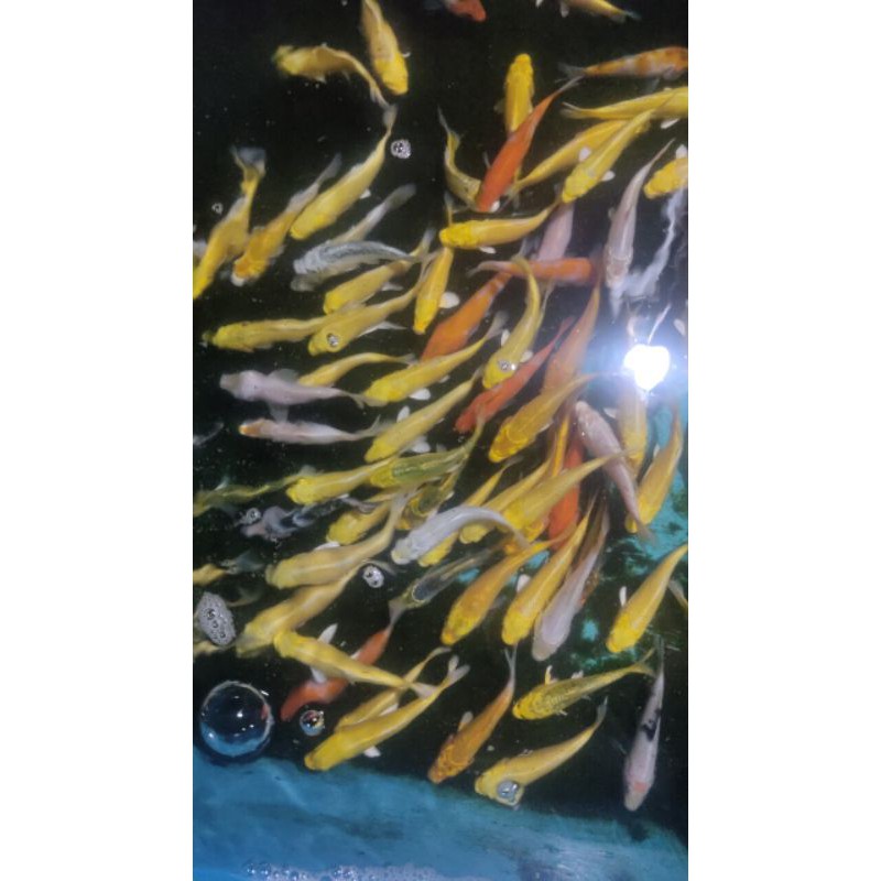 Ikan Koi Metalik Kumpay