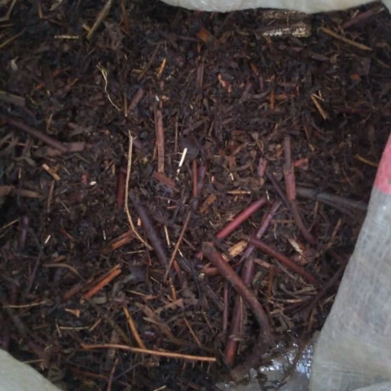 andam kualitas (andam pakis)