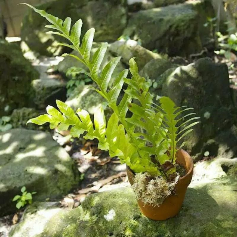 Kadaka Kepala tupai / Simbar Ekor Naga / Dynaria