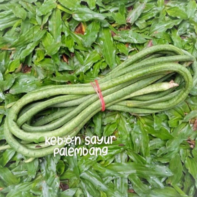 

sayur kacang panjang 1 ikat