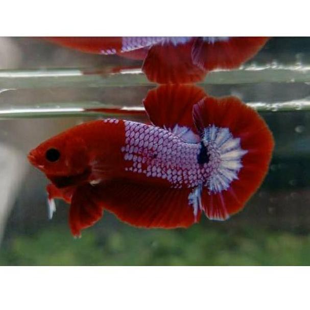 Kode S2896 Ikan Cupang Hellboy Fccp Fancy Full Collor Shopee Indonesia