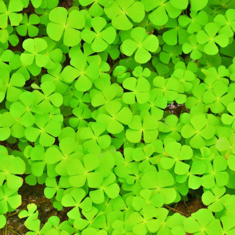 Lucky clover bibit benih tanaman rumput air seed aquascape aquarium