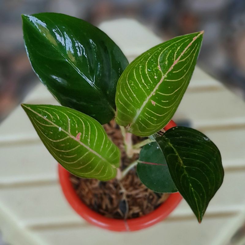 tanaman hias aglaonema / aglonema black adelia sesuai foto