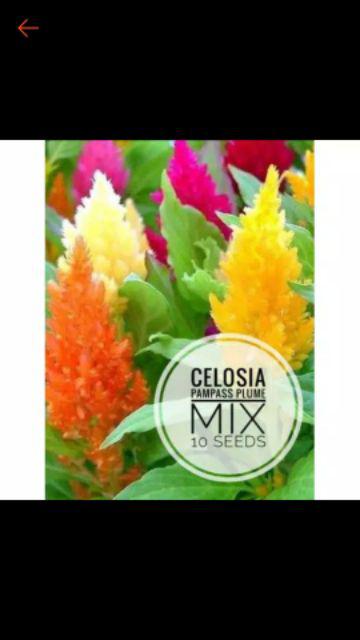 Impatiens Dwarf Baby Orange 10 Biji (benih Biji Bibit Tanaman Bunga)