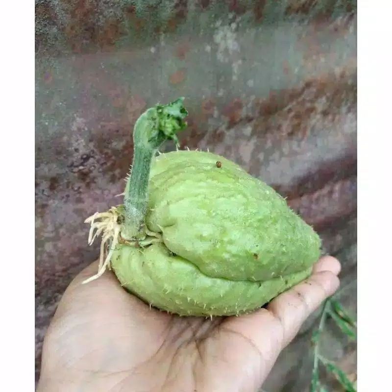 

labu siam