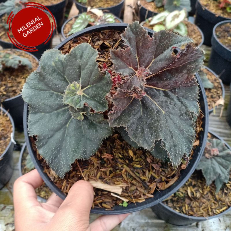 TANAMAN HIAS BEGONIA KEONG HITAM SEDANG - MILENIALGARDEN