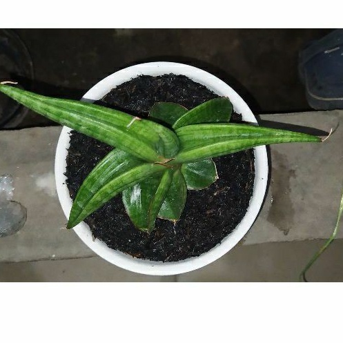 sanseviera lost id 01 sansevieria