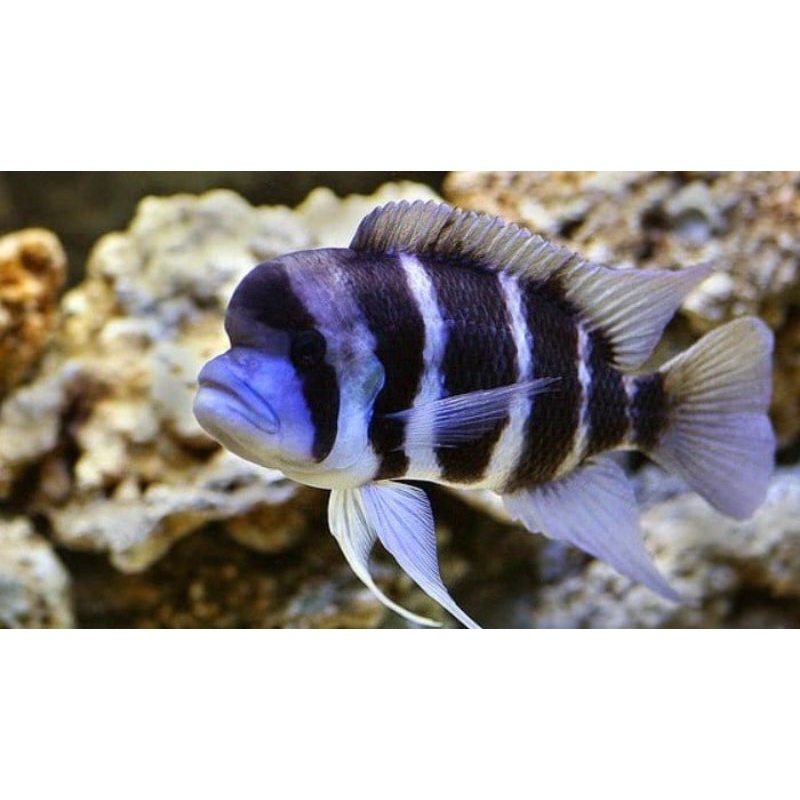 Ikan Frontosa Burundi African Cichlid Jumbo