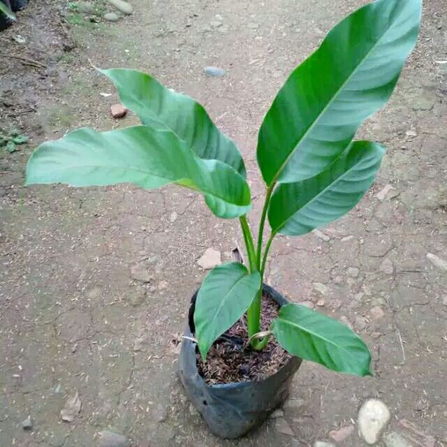 tanaman hias pisang heliconia bunga merah/pisang pisangan