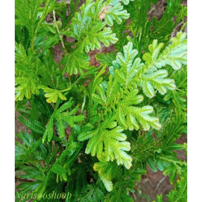 

DAUN HERBAL ALAMI UNTUK MENGOBATI KANKER/ DAUN CEKER AYAM 200 grm