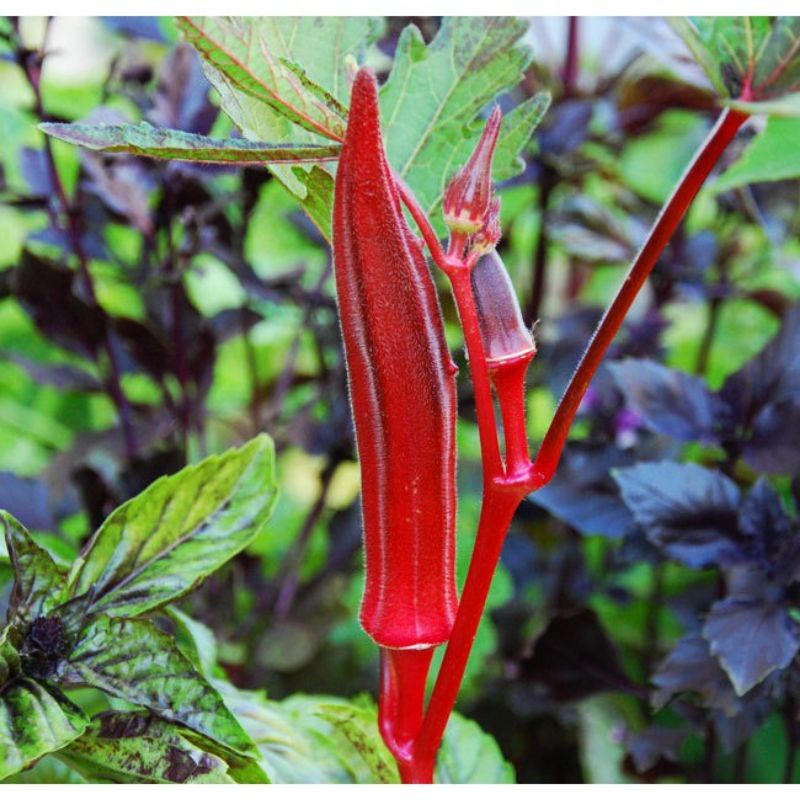 Bibit Okra Merah Carmine Splendor F1 - Benih Sayuran