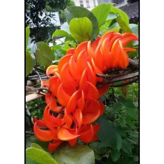 Harga Pergola Bunga Terbaru Mei 2025 | BigGo Indonesia