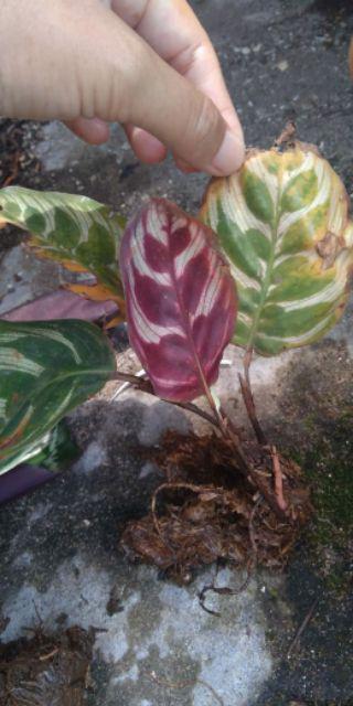 Tanaman Hias Calathea Makoyana - Chalatea - Kalatea