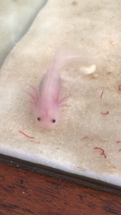 Bandung Axolotl Putih Mata Hitam Leucistic White Dogfish Salamander Walking Fish Mexicanum Shopee Indonesia