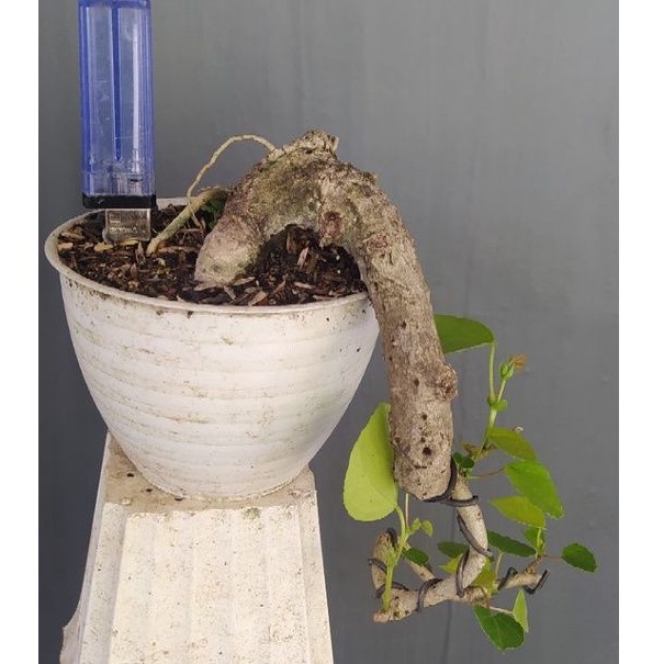 bahan bonsai waru cascade karakter realpic