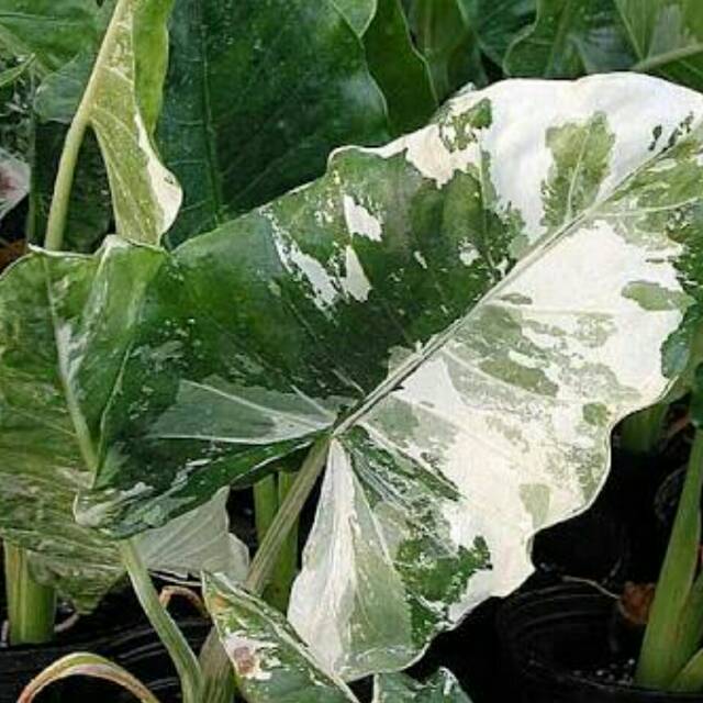 Alocasia Macrorrhiza Variegata Keladi Bicolor Shopee Indonesia