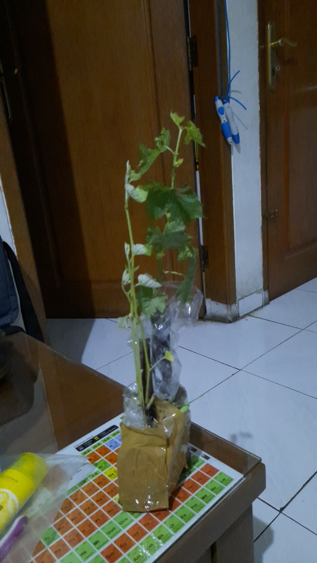 Bibit Anggur Import Akademik