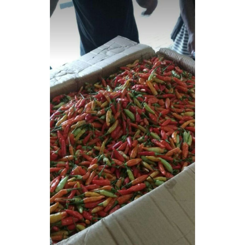 

cabai 1kg rawit