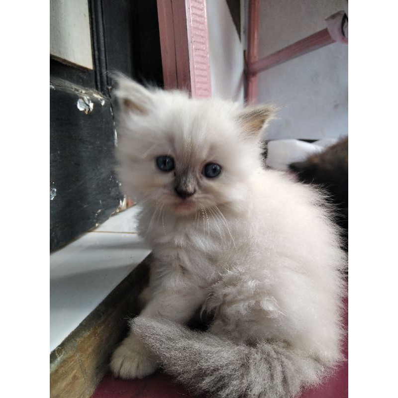 kucing persia mix himalaya
