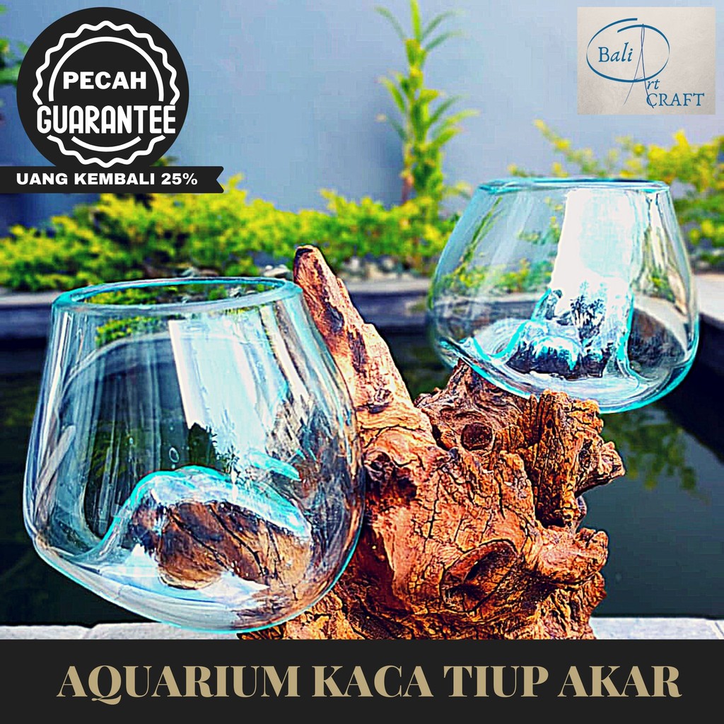 AKUARIUM IKAN CUPANG BETA FISH 2 TINGKAT  / KACA TIUP AKAR BALI / AQUASCAPE / AQUARIUM UNIK GLASWOOD