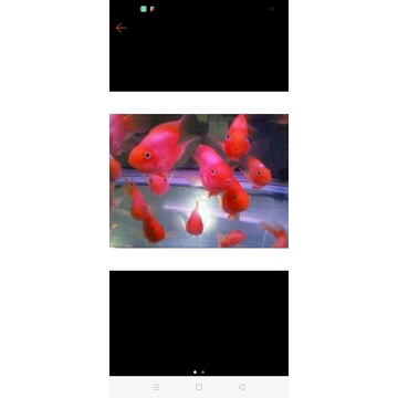 ikan hias perot