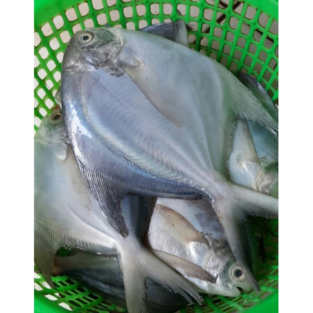 

ikan bawal putih segar/500grm