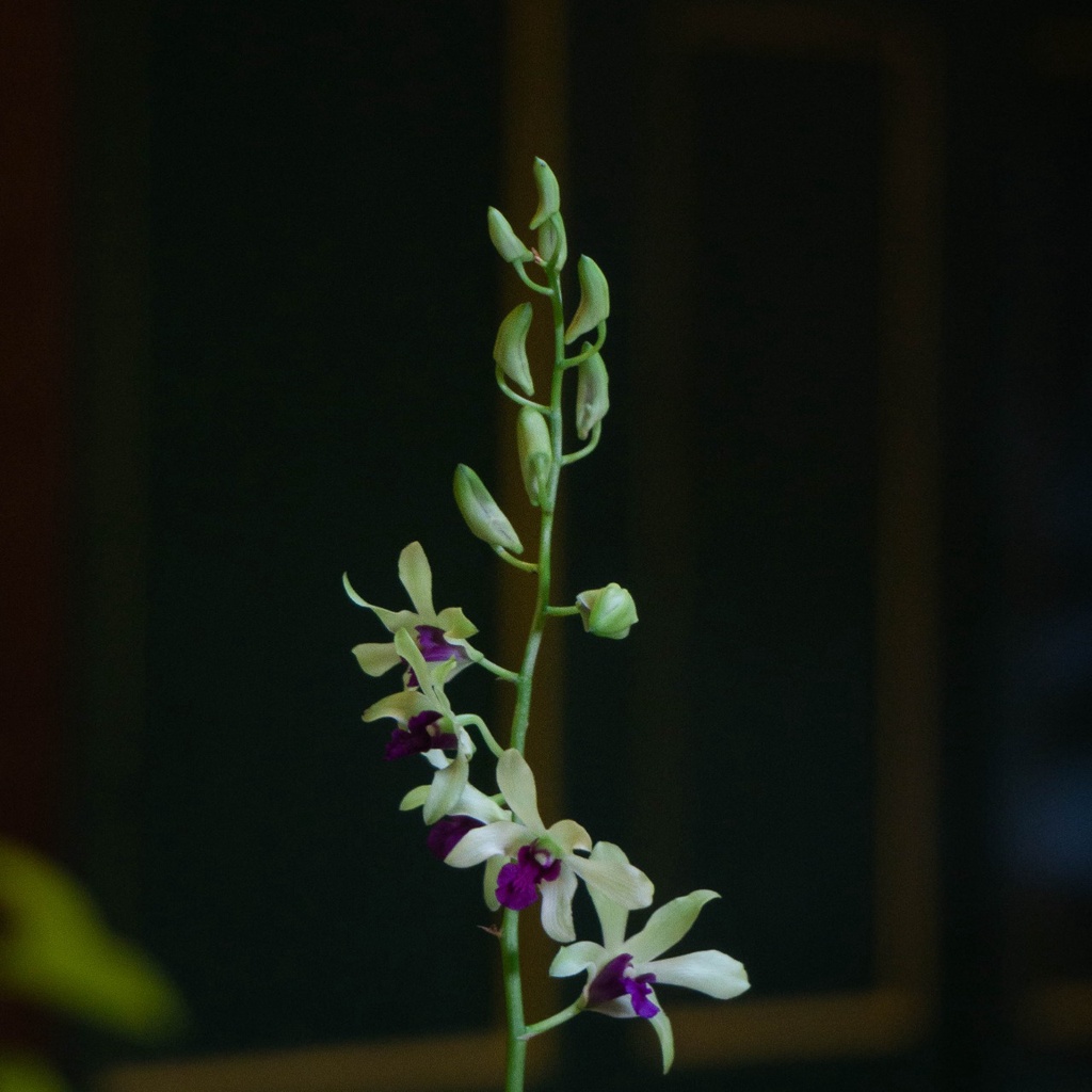 Dendrobium Dr. Uthai Green-Dendrobium Hybrit-Anggrek Dendrobium