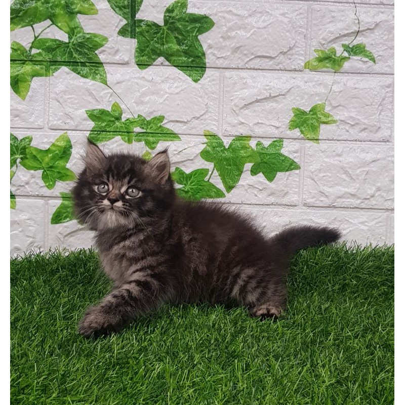 Kitten Persia Marble