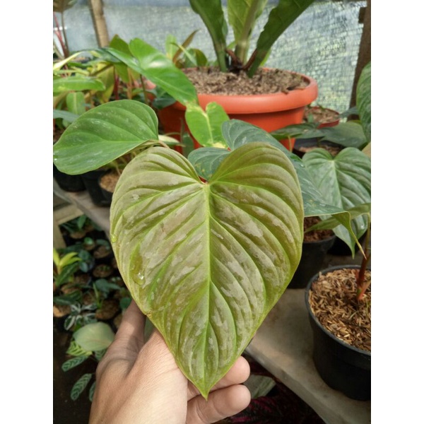philodendron majestic