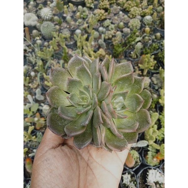 mawar merah kembar/kaktus Pasaman/kaktus Murah/kaktus ownroot