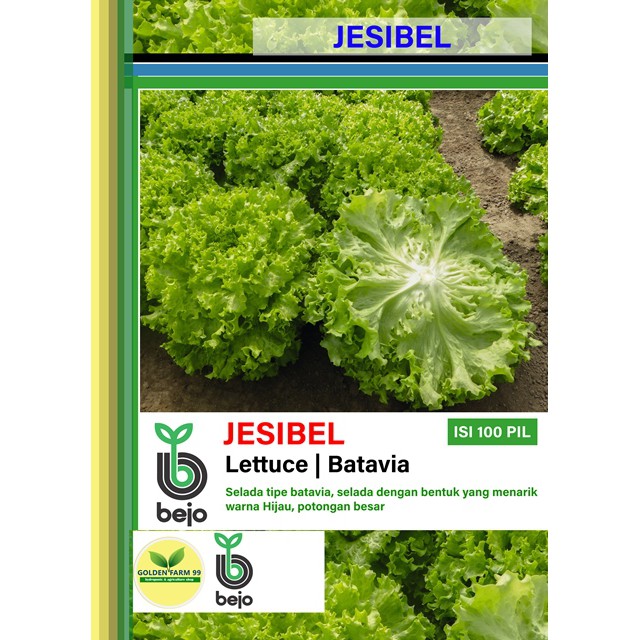 Benih Lettuce Batavia JESIBEL Bejo Seed -