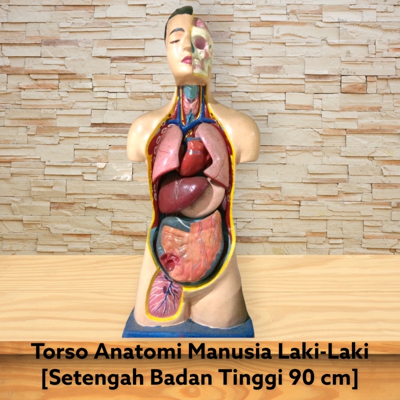

[PROMO] TORSO ANATOMI TUBUH MANUSIA LAKI-LAKI SETENGAH BADAN [Alat Peraga Biologi]