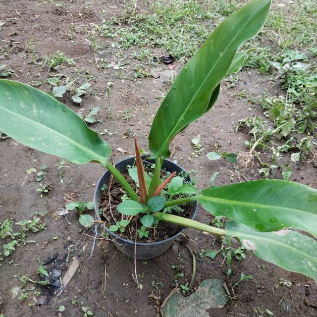Philodendron Congo Rojo