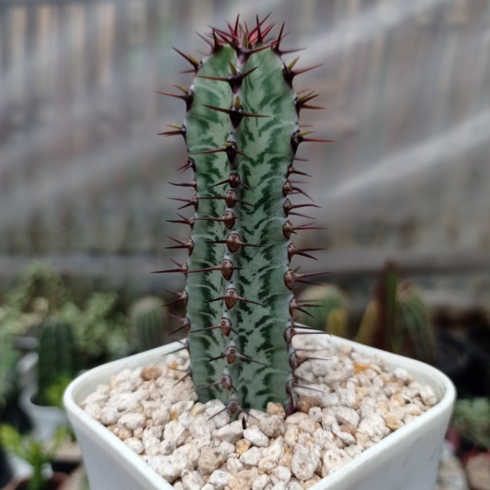 euphorbia confinalis ssp. rhodesia KAKTUS SUKULEN TANAMAN HIAS