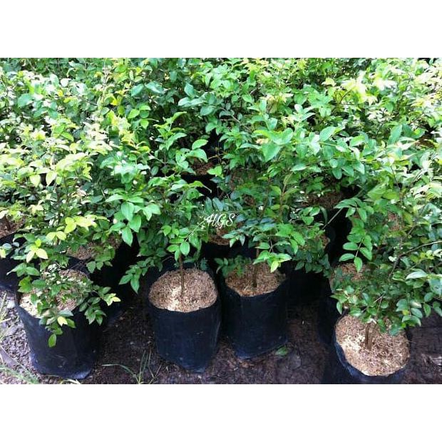 Terbaik Bibit Tanaman Buah Jaboticaba Preco Precocious Hybrid @_@