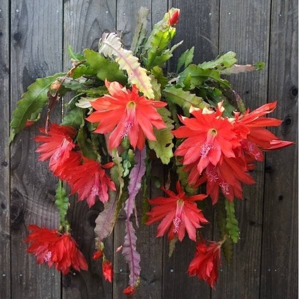 Tanaman hias wijaya kusuma kepiting merah TERLARIS