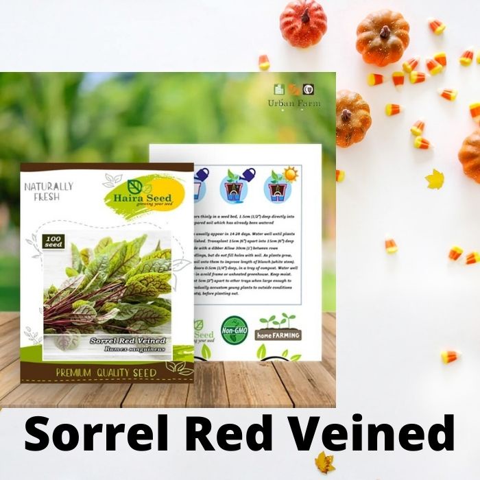 Benih-Bibit Sorrel Red Veined (Haira Seed)