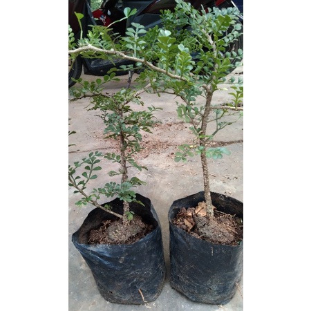 kawista batu bahan bonsai