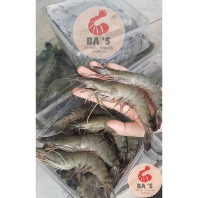 

Udang Windu Tambak/Tiger Size 25-27 - 1kg isi 25-27 ekor