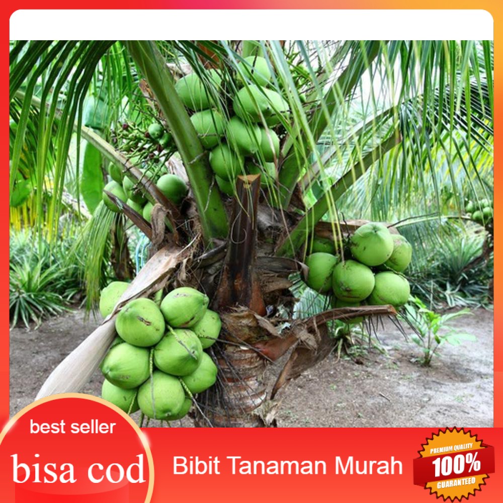 Bibit kelapa wulung / kelapa pink wulung / kelapa pink asli
