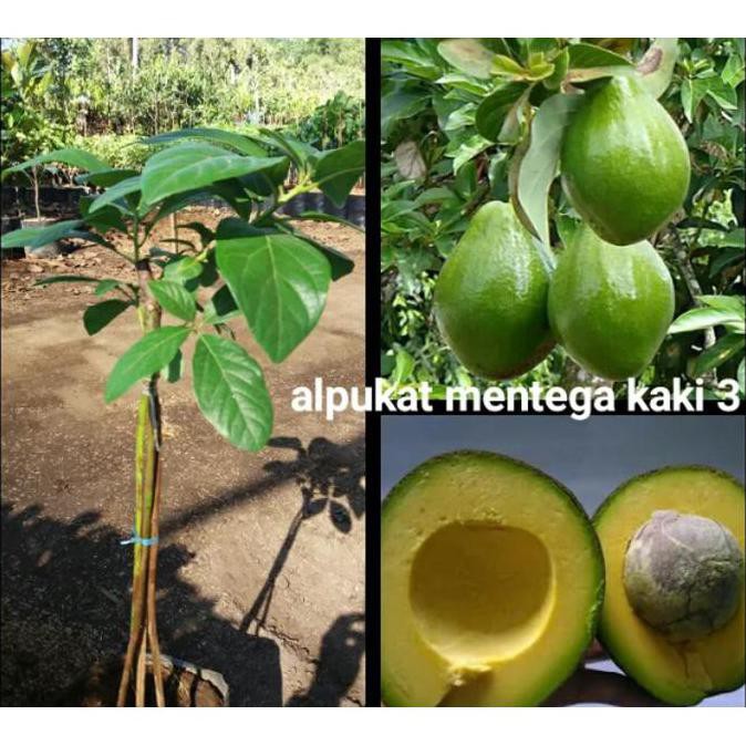 Bibit Tanaman Buah Alpukat Mentega Kaki 3 H1O B@Ru